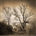 Trademark Fine Art Sepia Ghost Canvas Art by Philippe Sainte-Laudy